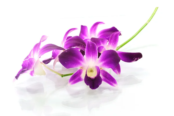 Orchid flower isolated on white background — Stock Photo, Image