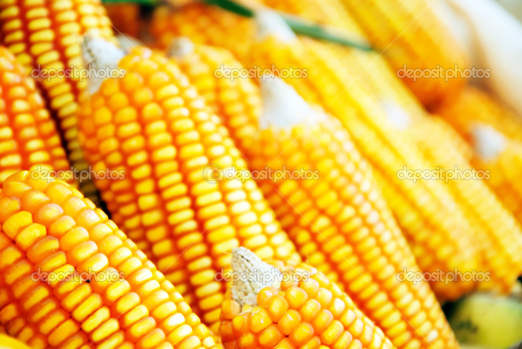 maïs gezond eten — stockfoto © moomsabuy #36055709
