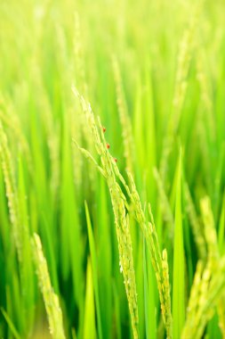 Işıklı çeltik tarlası