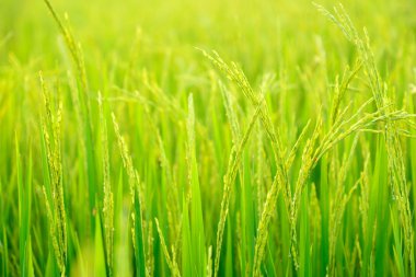 Işıklı çeltik tarlası