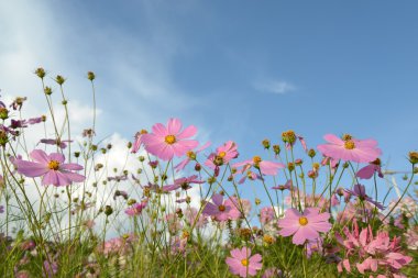 Cosmos çiçek