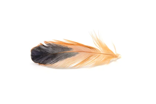 Feather with reflection — Stock Photo, Image