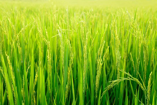 Paddy field with ray of lights — Stock Photo, Image