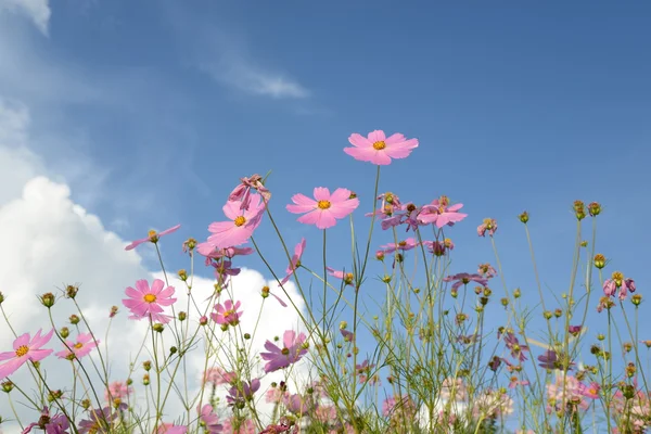 Cosmos çiçek