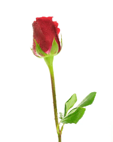 Одна красивая красная роза изолирована на белом фоне — стоковое фото