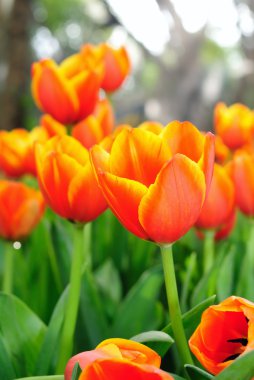 Güzel bahar lale çiçekleri.