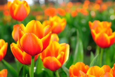 Güzel bahar lale çiçekleri.