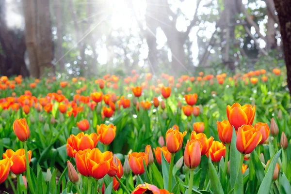 Lindas flores de tulipa primavera . — Fotografia de Stock