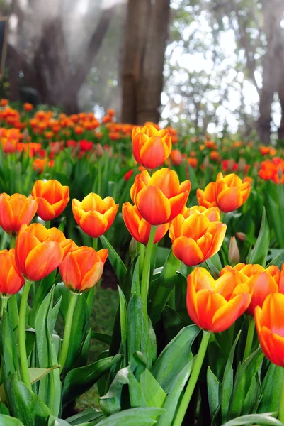 Krásné jarní tulipány květiny. — Stock fotografie