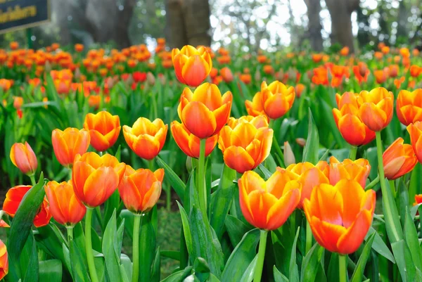 Indah bunga tulip musim semi. — Stok Foto