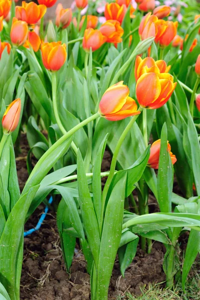 Krásné jarní tulipány květiny. — Stock fotografie