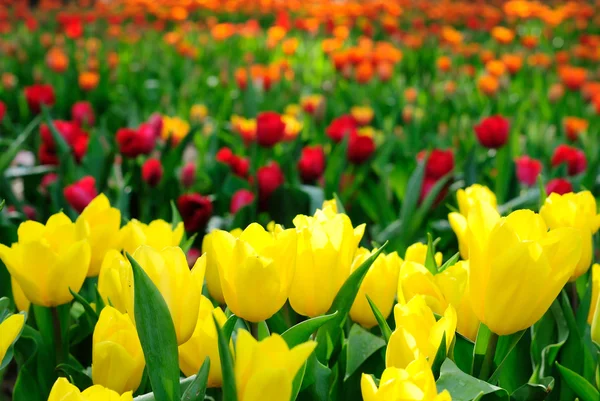 Lindas flores de tulipa primavera . — Fotografia de Stock