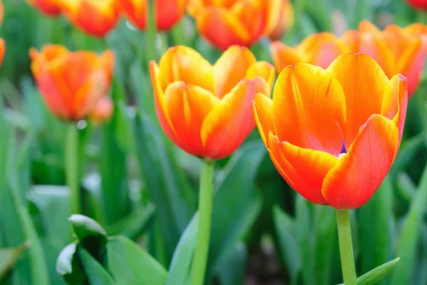 Krásné jarní tulipány květiny. — Stock fotografie