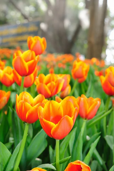 Krásné jarní tulipány květiny. — Stock fotografie