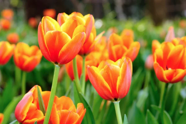 Krásné jarní tulipány květiny. — Stock fotografie