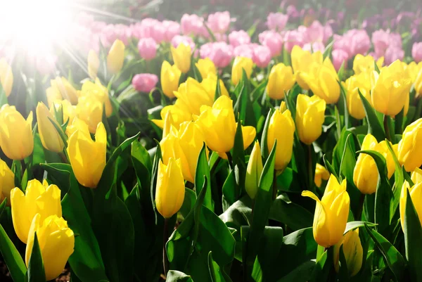 Krásné jarní tulipány květiny. — Stock fotografie