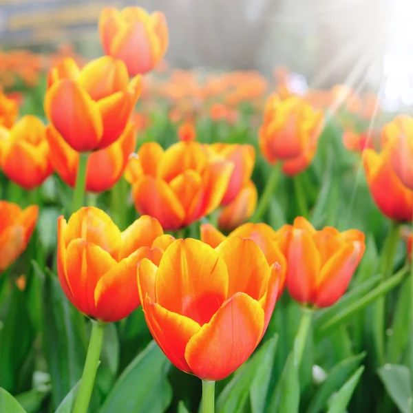 Lindas flores de tulipa primavera . — Fotografia de Stock