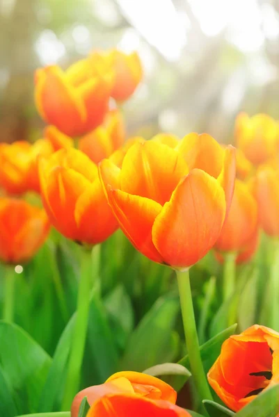 Lindas flores de tulipa primavera . — Fotografia de Stock