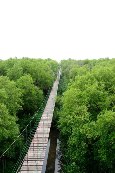 Puente de madera ir al bosque de manglares — Foto de Stock