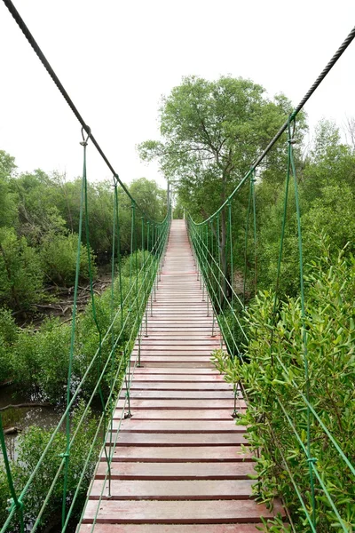Деревянный мост идет в мангровый лес — стоковое фото