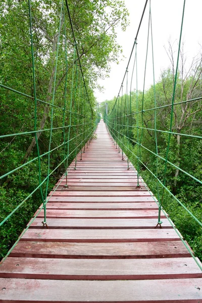 Puente de madera ir al bosque de manglares — Foto de Stock