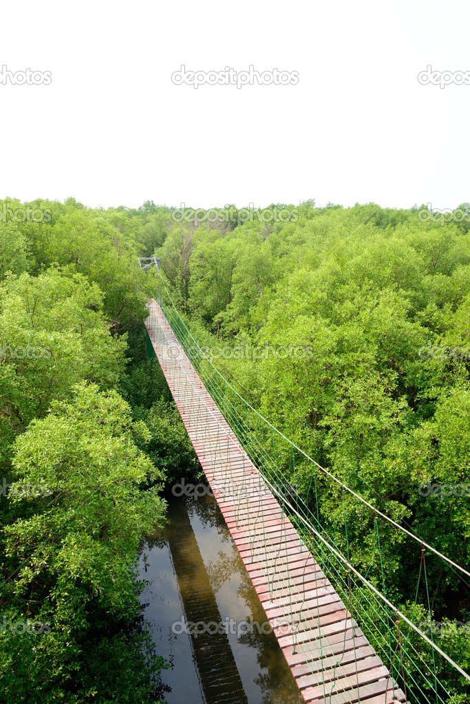 Wooden bridge go to mangrove forest