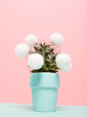 Noel süslü Noel kaktüsü ağacı. Kış ve Noel konsepti.