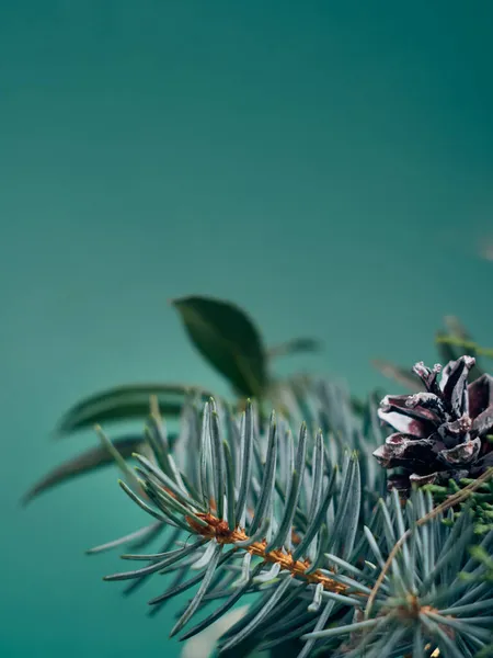 Details Christmas Wreath Fresh Spruce Cones Hristmas Decorations Close — Stock Photo, Image