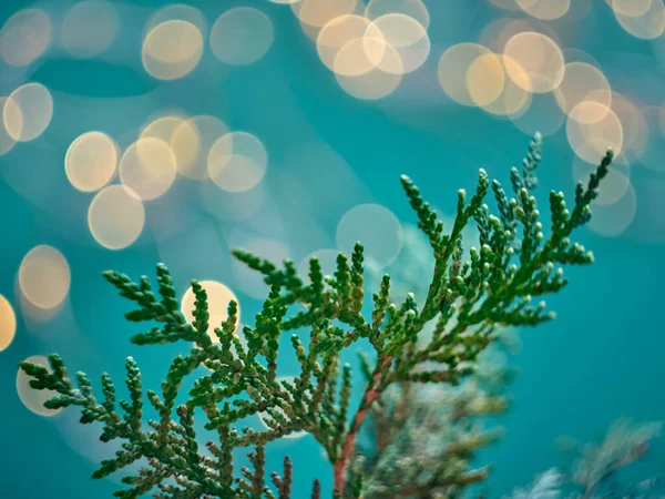 トゥハの枝を持つクリスマス抽象的なボケの背景 クリスマスライト — ストック写真