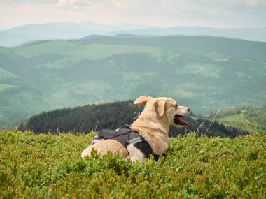 Dağlarda çimlerin üzerinde oturan bir köpek. Karpatlar, Ukrayna