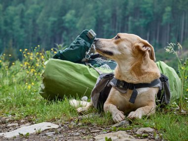 Dağlarda çimlerin üzerinde oturan bir köpek. Karpatlar, Ukrayna