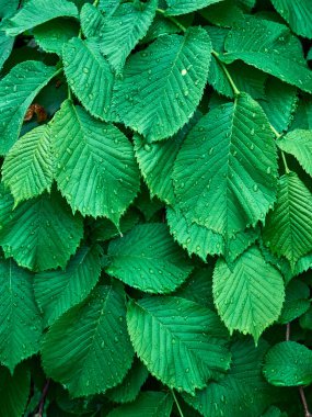 Taze yeşil yaprakların arkaplanı.