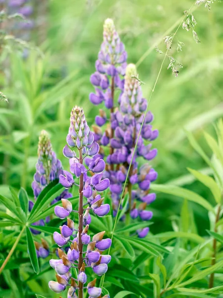 Fleurs Lupin Fleurit Dans Champ — Photo