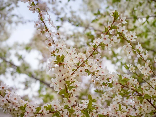 Prune Cerise Fleurie Dans Jardin — Photo