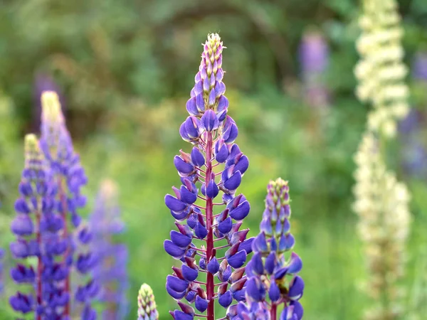 Fiori Lupino Fiorisce Nel Campo — Foto Stock