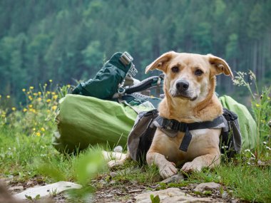 Dağlarda çimlerin üzerinde oturan bir köpek. Karpatlar, Ukrayna