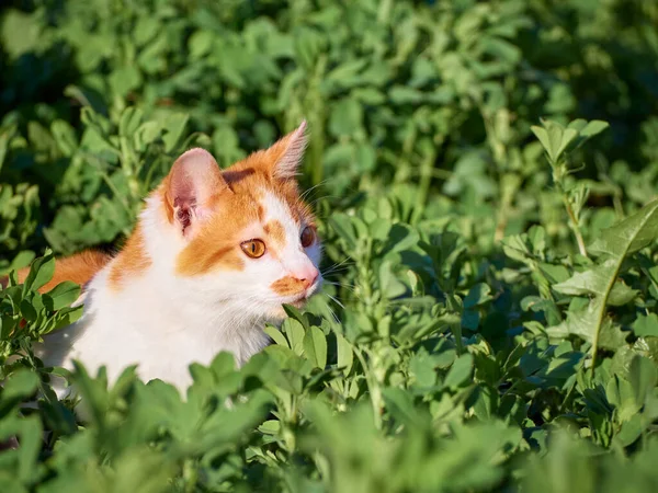 Kitten Playing Garden — Stock Photo, Image