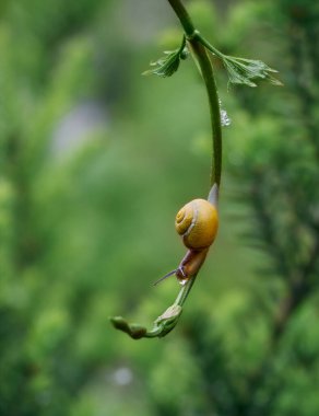 Yavaş bir üzüm salyangozu sarmaşığa tırmanır. Arka planda güzel bokeh.