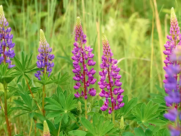 Fleurs Lupin Fleurit Dans Champ — Photo