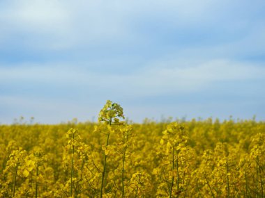 Sarı tecavüzlü kırsal alan manzarası. Mavi gökyüzü ile sarı çiçek.