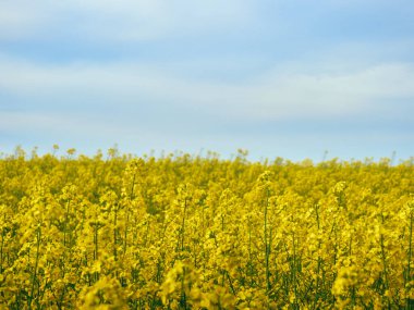 Sarı tecavüzlü kırsal alan manzarası. Mavi gökyüzü ile sarı çiçek.