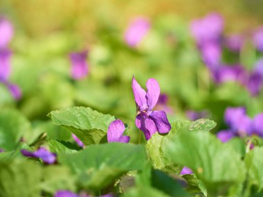 Bahar parkında açan mor çiçek.
