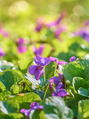 Bahar parkında açan mor çiçek.