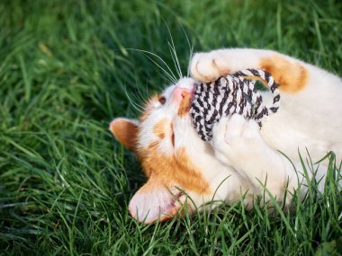 Bahçede oynayan kedi yavrusu.