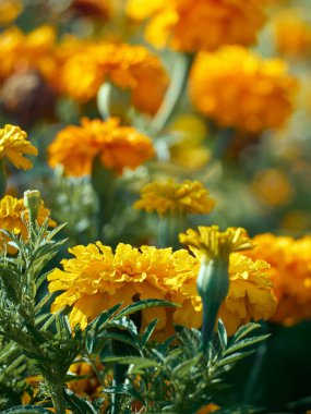 Tagetes erekta süs ve şifalı bitki turuncu ve sarı çiçeklerle.