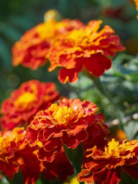 Tagetes erekta süs ve şifalı bitki turuncu ve sarı çiçeklerle.