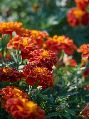 Tagetes erekta süs ve şifalı bitki turuncu ve sarı çiçeklerle.