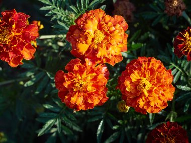 Tagetes erekta süs ve şifalı bitki turuncu ve sarı çiçeklerle.