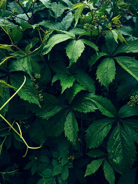 Contexto Das Folhas Verdes Frescas — Fotografia de Stock