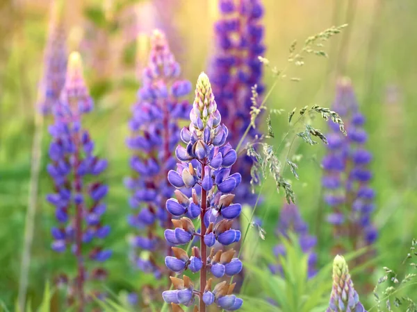 Fleurs Lupin Fleurit Dans Champ — Photo